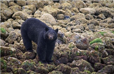 Uw stedentrip naar  Rondreis West Canada, Bron: Peter Langhout
